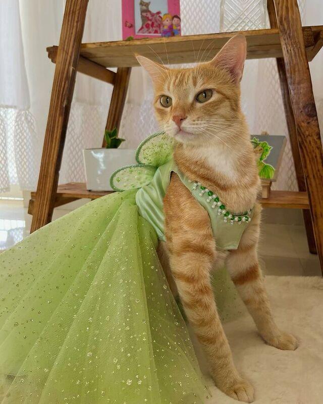 August’s shoots often take inspiration from fashion runways, with the cat perfectly capturing the essence of haute couture through her clothing and the mood of the shoot.