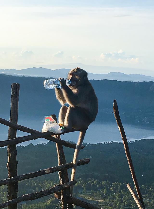 Hiking a mountain in hot weather only to have a monkey steal your water.