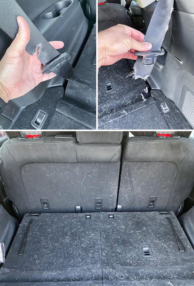 Took our 6-month-old Labrador on our first family road trip.