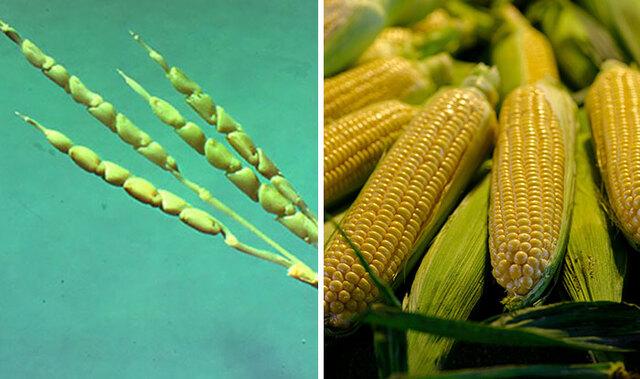Corn: The Mexican Grass That Grew 1,000 Times Larger