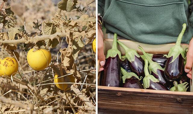 Eggplant: The Spiny Nightshade of Ancient China