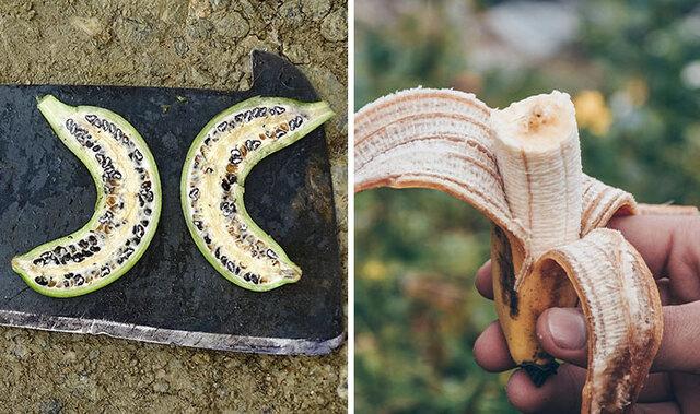 Banana: The Creamy Successor to a Seed-Choked Ancestor