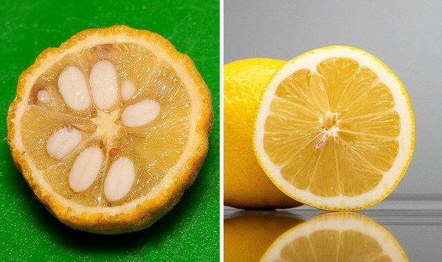 Lemon: The Mystery of the Sweet-Zest Hybrid