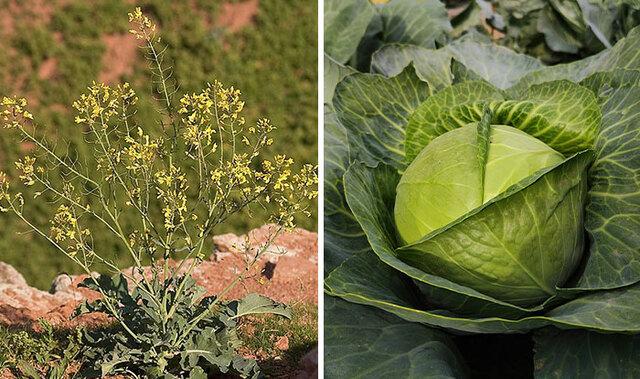 Cabbage: The Coastal Weed That Conquered the Kitchen