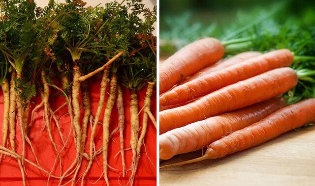 Carrot: The Dutch Tribute That Changed Color Forever