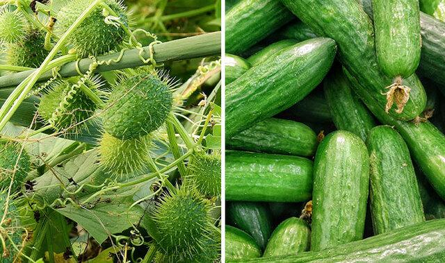 Cucumber: From Ancient Medicine to the "Burpless" Salad Staple