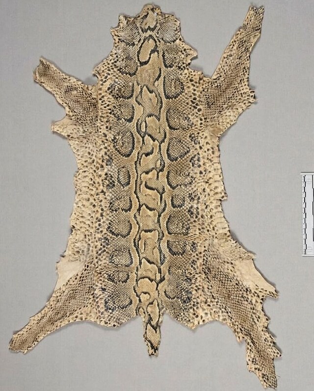 The Anatomy of a Tattoo: How Simon Carle Created the "Snake"