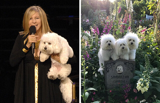 Barbra Streisand: The iconic singer chose to clone her beloved late dog to keep its DNA alive.
