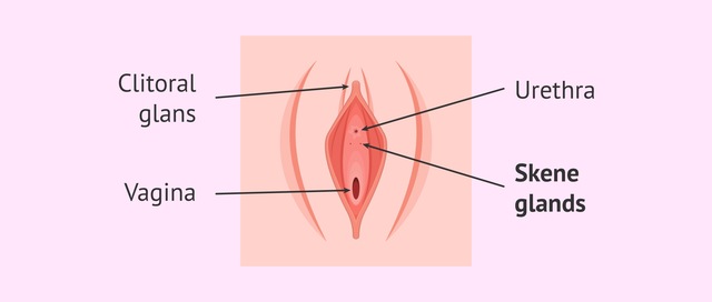 To understand where this fluid originates, one must look at a pair of small ducts located on the front wall of the vagina: the Skene’s glands.