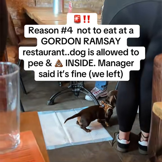 To her absolute horror, she spotted a small dachshund, commonly referred to as a sausage dog, positioned on a training pee mat directly on the floor inside the main dining room.