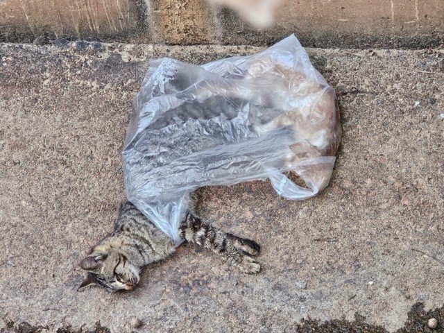 Two dead cats, wrapped in plastic bag, found in Yuen Long village