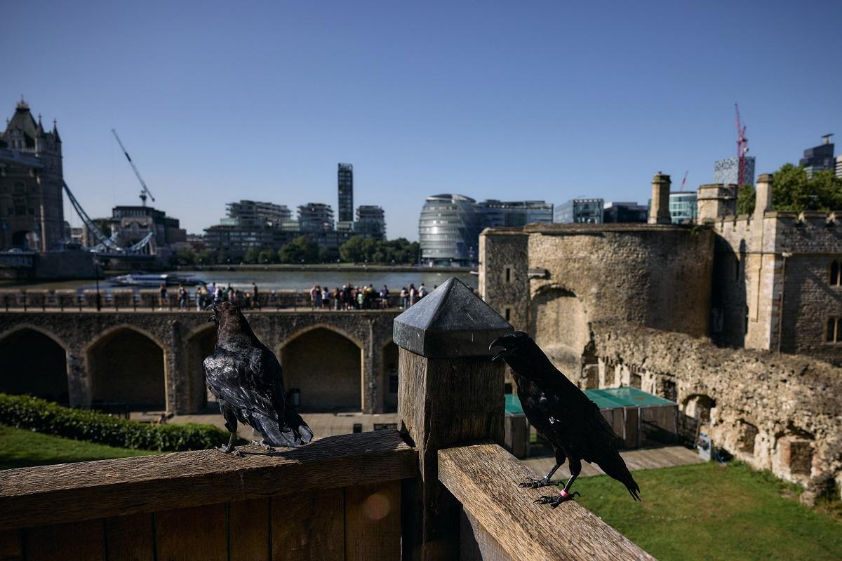At Tower of London, survival of UK in hands of new Ravenmaster
