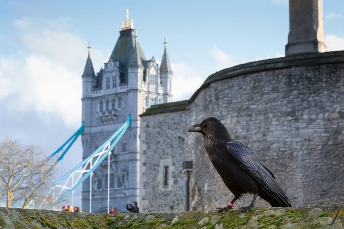 At the Tower of London, a Ravenmaster for the Digital Age | Audubon