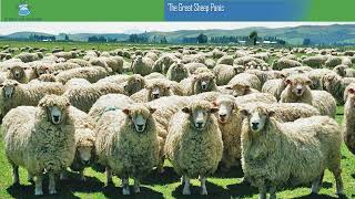 The Great Sheep Panic - YouTube