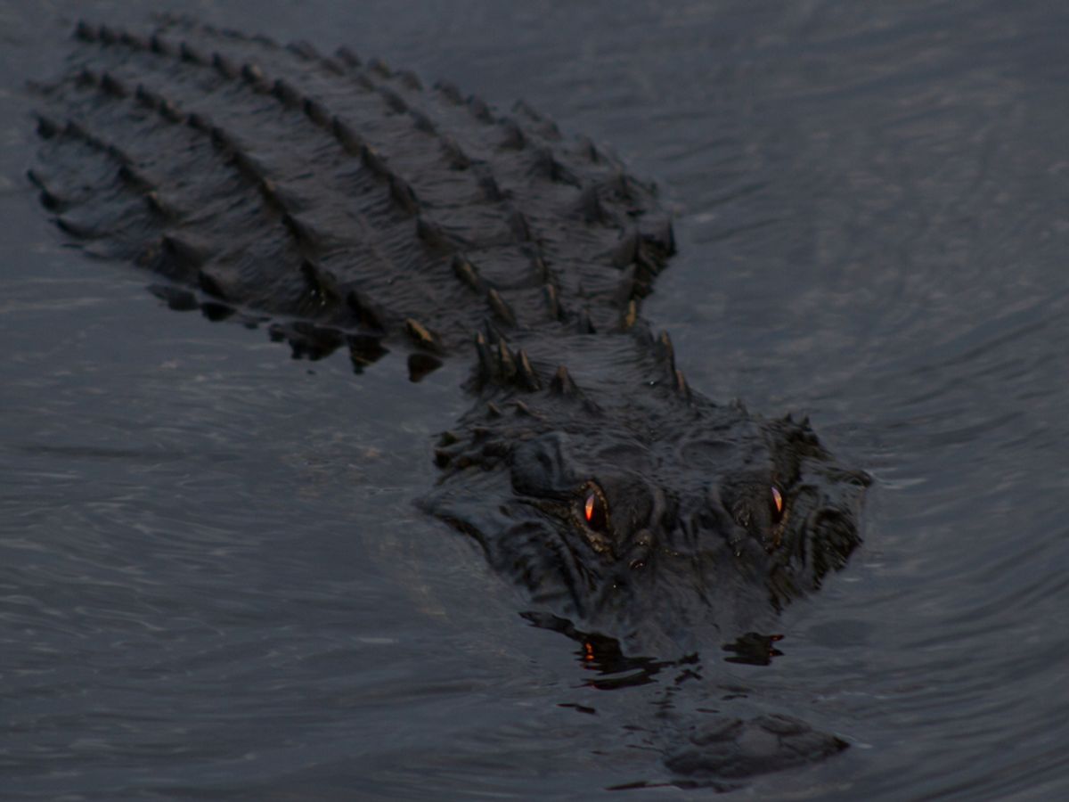 Can Alligators Live in Sewers? | Snopes.com